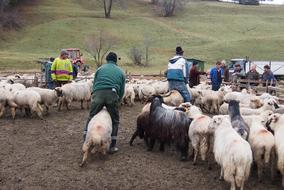 flock of sheep with farm workers