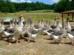 flock of Geese on Farm at summer