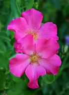 purple Rose Flower in Garden