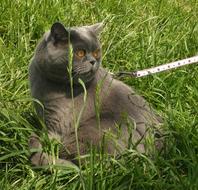 Grey Fur British Cat on leash