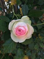 Pink and white Flower Rose