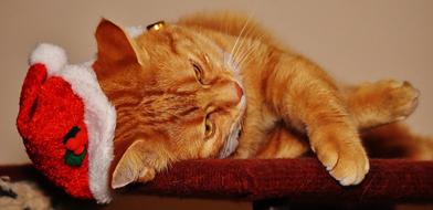 Red Cat in Christmas hat laying on its side