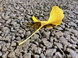 Ginkgo Biloba Autumn yellow leaf