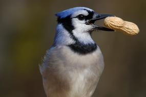 Blue Jay Eating