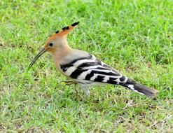 irresistible Hoopoe Bird