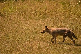 Wildlife Wild Dog Fauna