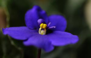 Flower Sympolia Macro Short Depth