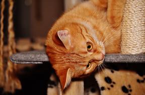 stunningly beautiful Cat Red