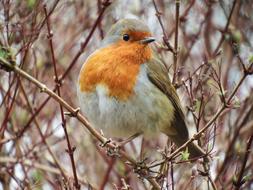 red breast Robin perched twig at spring