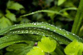 Macro Nature Leaves