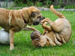 two sharpei play on the lawn