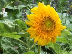 Sunflower Summer Flowers in Garden
