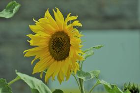 Sunflower Flower Yellow