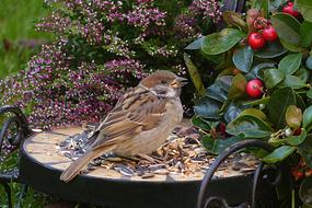 young Sparrow on bird feeder at garden plants