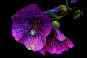 pattern design abstract flower drawing