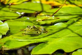frog on a green leaf on the surface of the water
