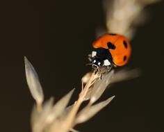 ladybug on a dry ear close-up on a blurred background