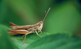 Close-up of the brown desert locust on the green leaf