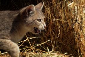 Beautiful and cute domestic gray cat on a background of dry yellow grass