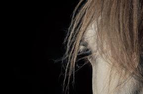 photo of part of the head of a white horse
