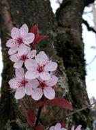 Flower Tree Plant