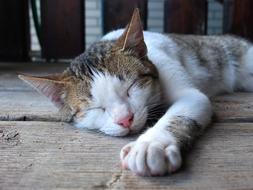 goodly Pet Sleep