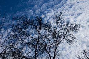 Tree Forest Branch