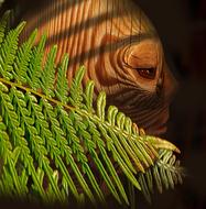 Close-up of the beautiful, green leaves, at background with the face on the wood, among the darkness, in light, clipart