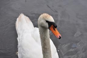 wonderful Swan Water Bird