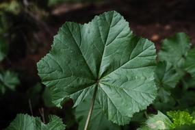 Mallow Leaf Plant