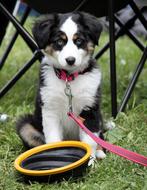 border collie puppy on a pink leash