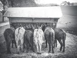 donkey group