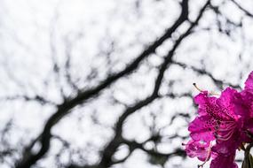 Beautiful flower by the branches landscape