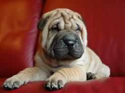 portrait of impressively beautiful Sharpei Puppy