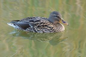 female Duck on calm water