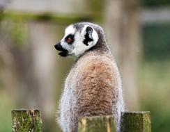 stunningly beautiful Lemur Monkey