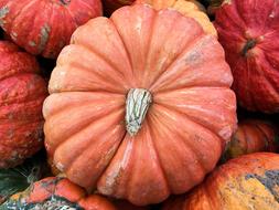Decorative Pumpkin Harvest
