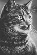 black and white photo of a domestic tabby cat