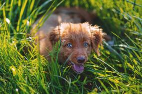 fabulous Canine dog