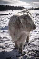 perfect Cow Animal snow