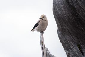 impressively beautiful Animal Avian Beak