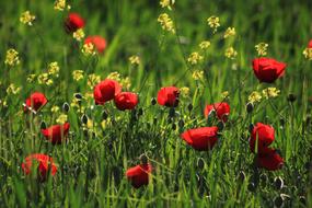 Papaver Rhoeas Red Grass