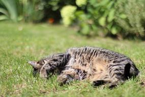 domestic tabby cat sleeps on the lawn in the garden