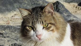 cute stray cat