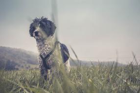 goodly Adorable Animal Canine