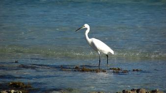 egret on the seaside on a sunny day