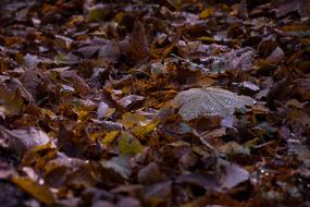 foliage on Ground at fall