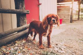 fabulous Canine Cute dog