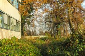 trees and facade of an old abandoned building