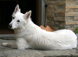 White Shepherd or Swiss Dog